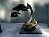bonsai33.jpg